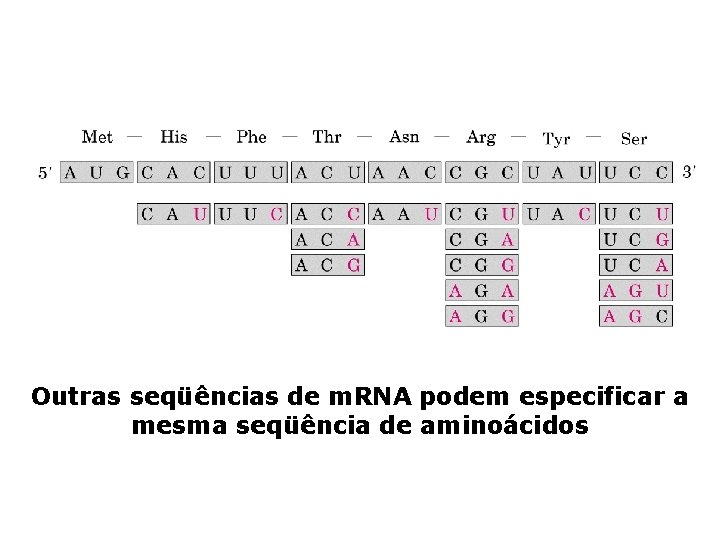 Outras seqüências de m. RNA podem especificar a mesma seqüência de aminoácidos 