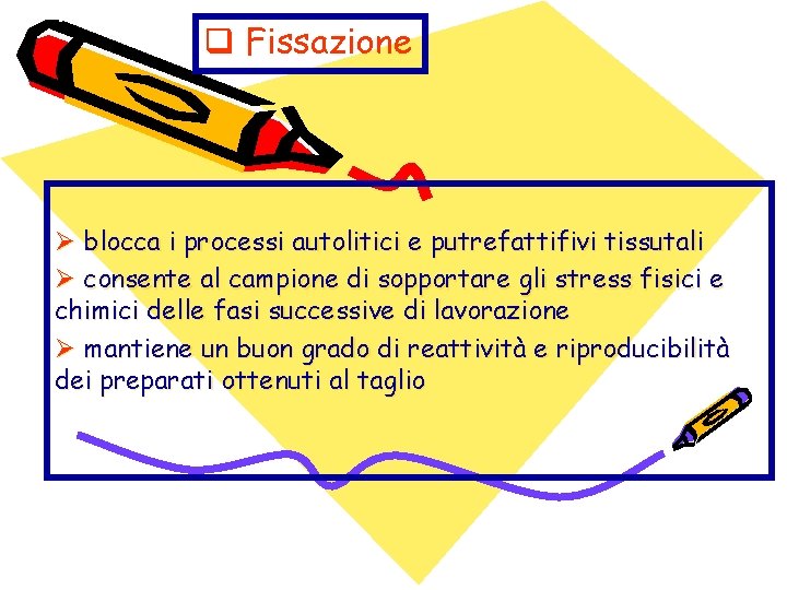 q Fissazione Ø blocca i processi autolitici e putrefattifivi tissutali Ø consente al campione q Fissazione Ø blocca i processi autolitici e putrefattifivi tissutali Ø consente al campione