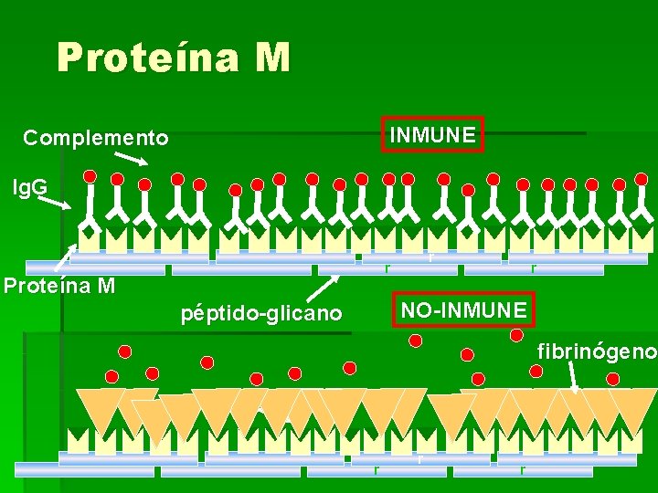 Proteína M INMUNE Complemento Ig. G r r Proteína M r NO-INMUNE péptido-glicano fibrinógeno