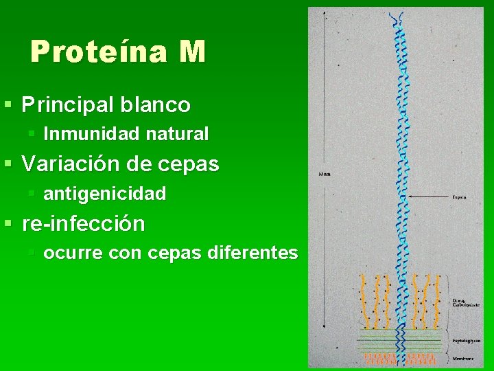 Proteína M § Principal blanco § Inmunidad natural § Variación de cepas § antigenicidad
