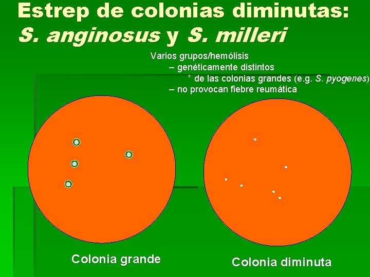 Estrep de colonias diminutas: S. anginosus y S. milleri Varios grupos/hemólisis – genéticamente distintos