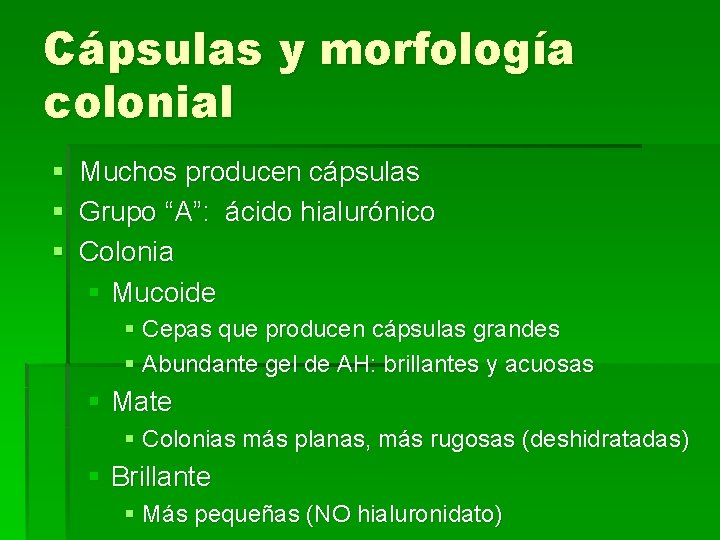Cápsulas y morfología colonial § Muchos producen cápsulas § Grupo “A”: ácido hialurónico §