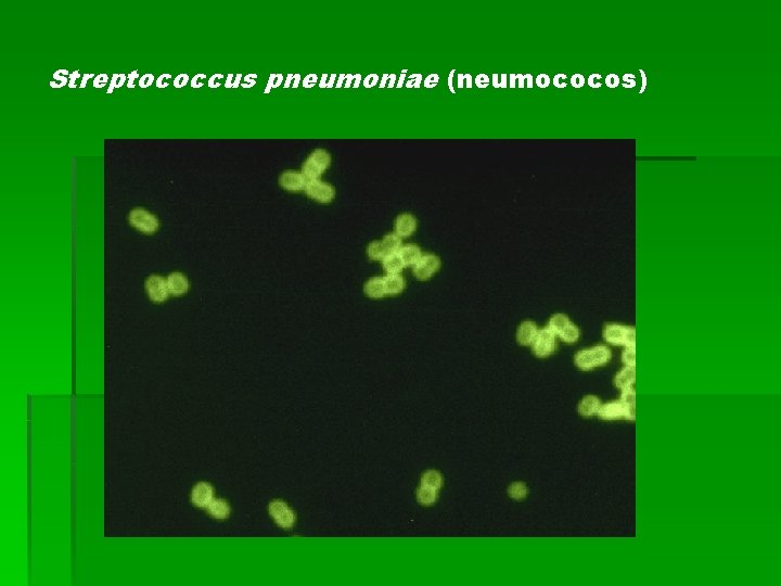 Streptococcus pneumoniae (neumococos) 