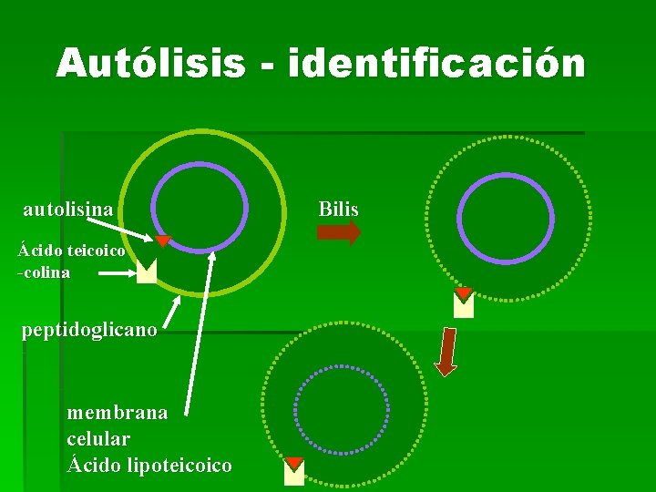 Autólisis - identificación autolisina Ácido teicoico -colina peptidoglicano membrana celular Ácido lipoteicoico Bilis 