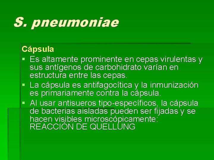 S. pneumoniae Cápsula § Es altamente prominente en cepas virulentas y sus antígenos de