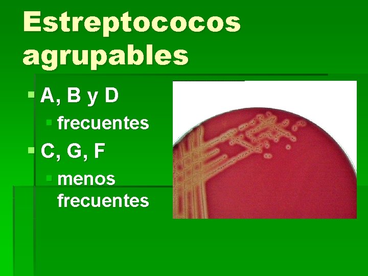 Estreptococos agrupables § A, B y D § frecuentes § C, G, F §