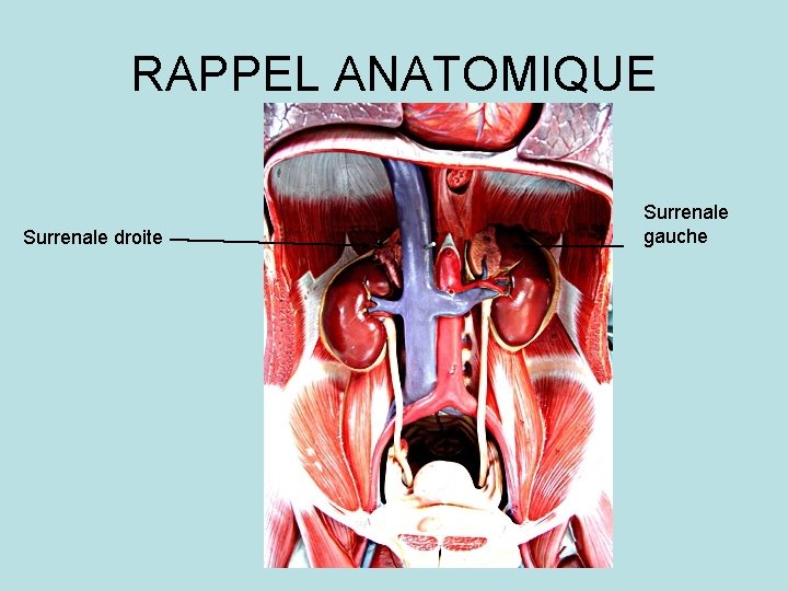 RAPPEL ANATOMIQUE Surrenale droite Surrenale gauche RAPPEL ANATOMIQUE Surrenale droite Surrenale gauche