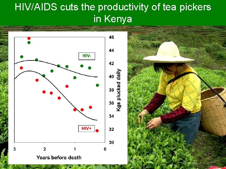 HIV/AIDS cuts the productivity of tea pickers in Kenya 