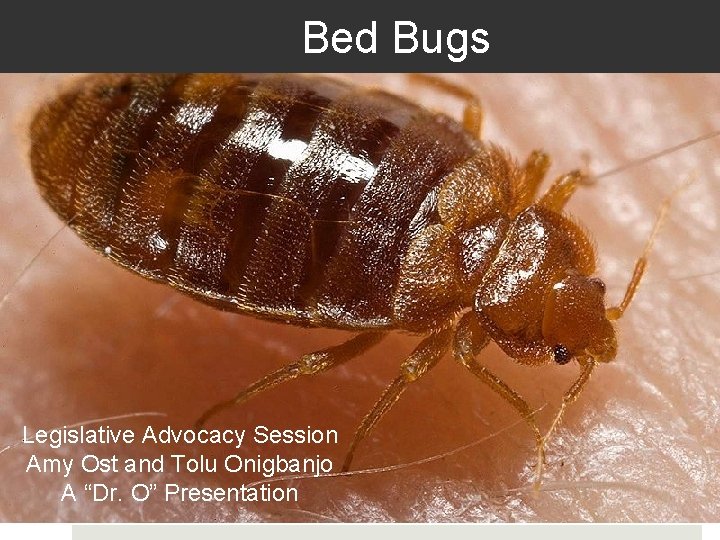 Bed Bugs Legislative Advocacy Session Amy Ost and Tolu Onigbanjo A “Dr. O” Presentation