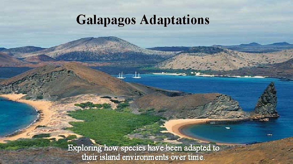 Galapagos Adaptations Exploring how species have been adapted to their island environments over time. Galapagos Adaptations Exploring how species have been adapted to their island environments over time.