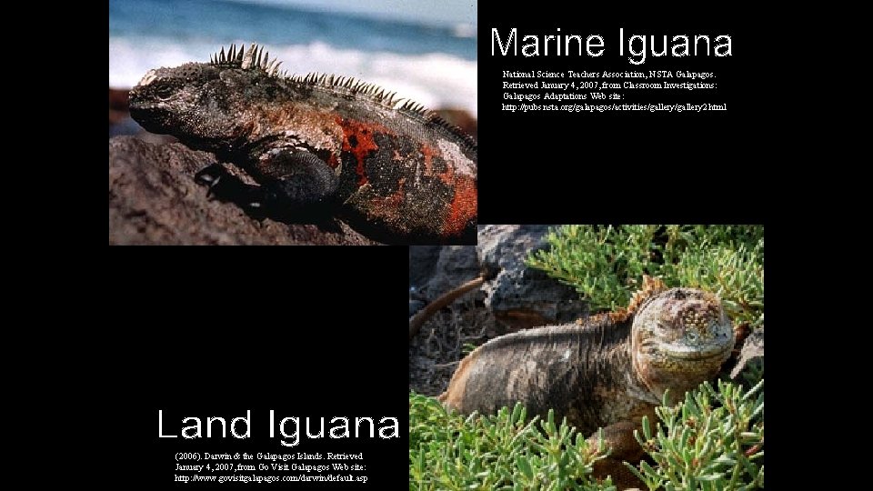 National Science Teachers Association, NSTA Galapagos. Retrieved January 4, 2007, from Classroom Investigations: Galapagos National Science Teachers Association, NSTA Galapagos. Retrieved January 4, 2007, from Classroom Investigations: Galapagos