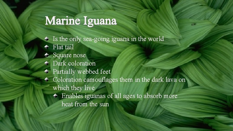Is the only sea-going iguana in the world Flat tail Square nose Dark coloration Is the only sea-going iguana in the world Flat tail Square nose Dark coloration