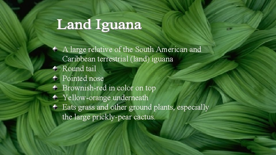 A large relative of the South American and Caribbean terrestrial (land) iguana Round tail A large relative of the South American and Caribbean terrestrial (land) iguana Round tail