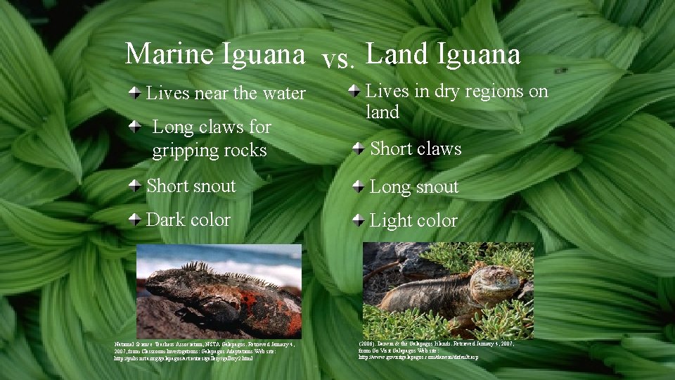Marine Iguana vs. Land Iguana Lives near the water Long claws for gripping rocks Marine Iguana vs. Land Iguana Lives near the water Long claws for gripping rocks