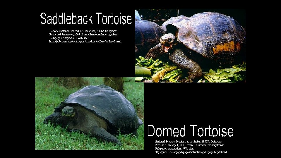 National Science Teachers Association, NSTA Galapagos. Retrieved January 4, 2007, from Classroom Investigations: Galapagos National Science Teachers Association, NSTA Galapagos. Retrieved January 4, 2007, from Classroom Investigations: Galapagos