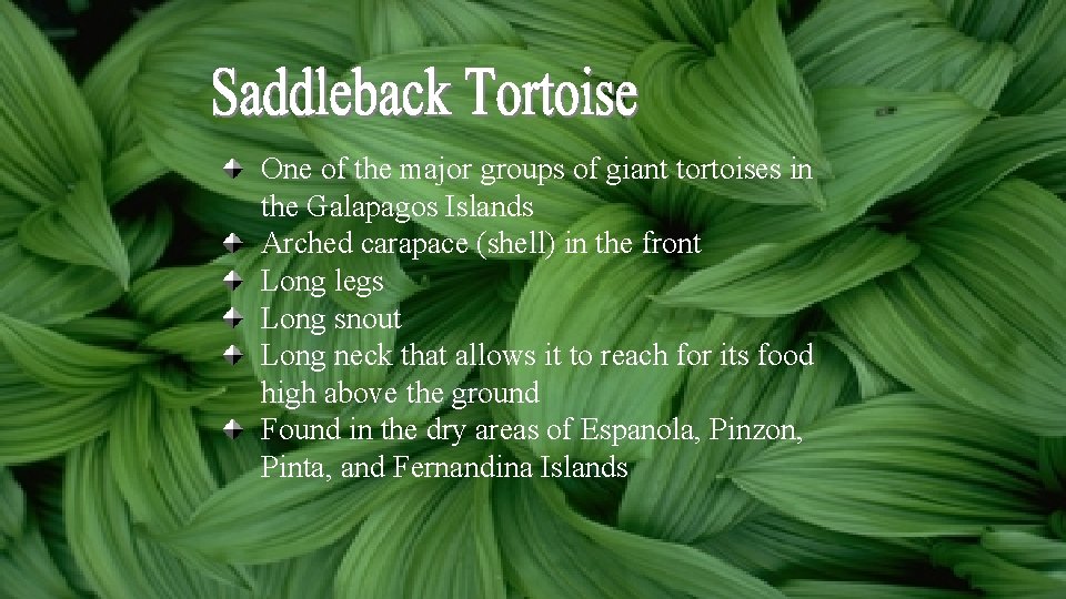One of the major groups of giant tortoises in the Galapagos Islands Arched carapace One of the major groups of giant tortoises in the Galapagos Islands Arched carapace