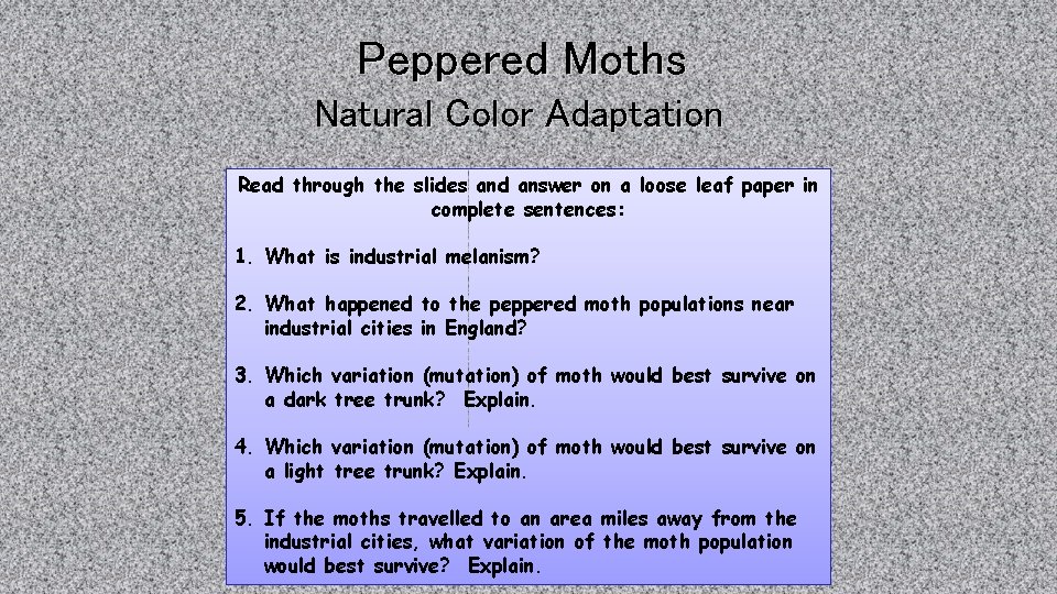 Peppered Moths Natural Color Adaptation Read through the slides and answer on a loose Peppered Moths Natural Color Adaptation Read through the slides and answer on a loose