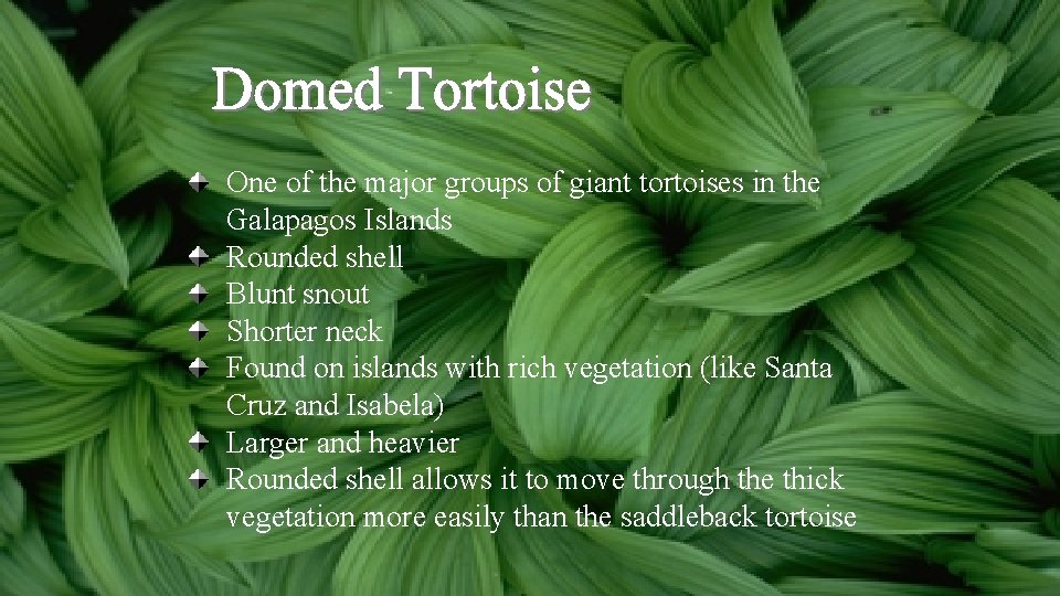 One of the major groups of giant tortoises in the Galapagos Islands Rounded shell One of the major groups of giant tortoises in the Galapagos Islands Rounded shell