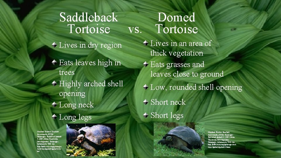 Saddleback Domed Tortoise vs. Tortoise Lives in dry region Eats leaves high in trees Saddleback Domed Tortoise vs. Tortoise Lives in dry region Eats leaves high in trees