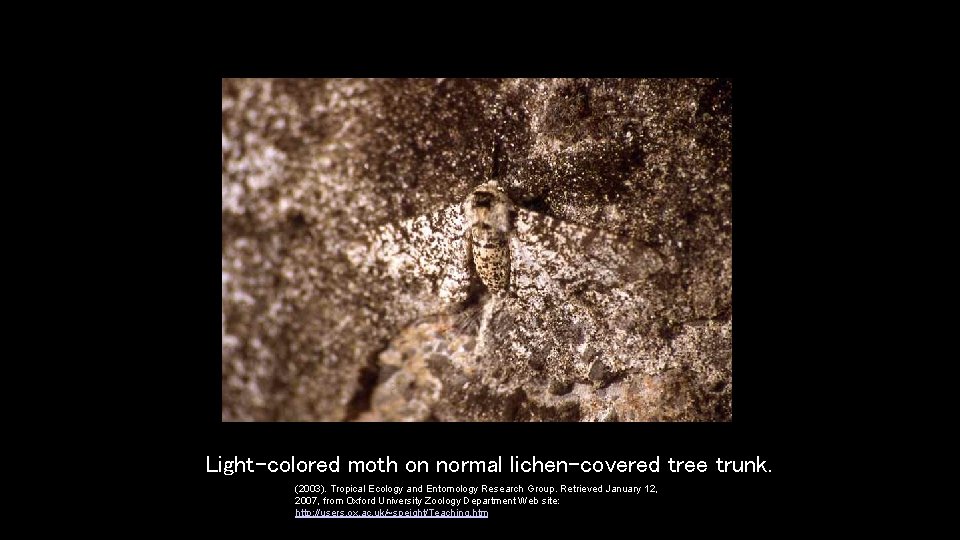 Light-colored moth on normal lichen-covered tree trunk. (2003). Tropical Ecology and Entomology Research Group. Light-colored moth on normal lichen-covered tree trunk. (2003). Tropical Ecology and Entomology Research Group.