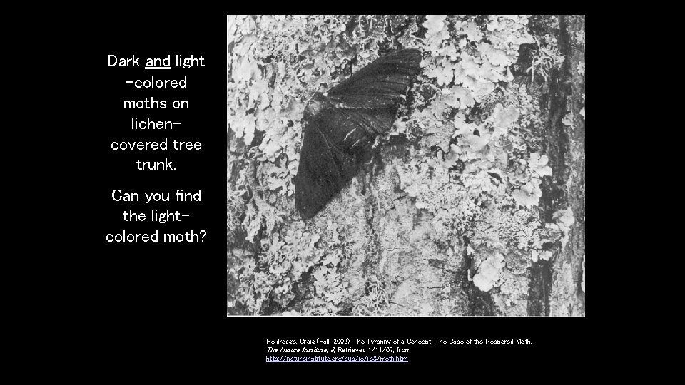 Dark and light -colored moths on lichencovered tree trunk. Can you find the lightcolored Dark and light -colored moths on lichencovered tree trunk. Can you find the lightcolored