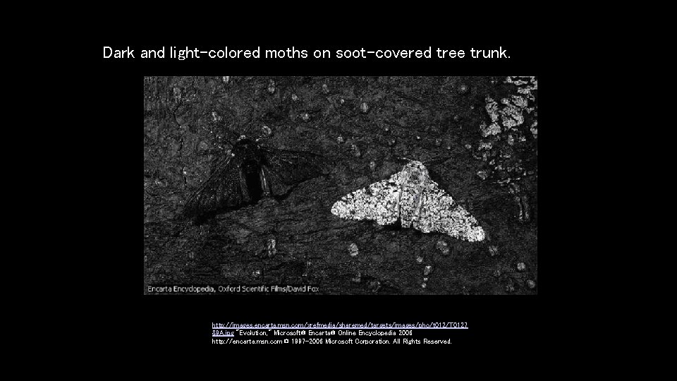 Dark and light-colored moths on soot-covered tree trunk. http: //images. encarta. msn. com/xrefmedia/sharemed/targets/images/pho/t 012/T Dark and light-colored moths on soot-covered tree trunk. http: //images. encarta. msn. com/xrefmedia/sharemed/targets/images/pho/t 012/T
