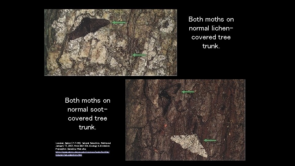 Both moths on normal lichencovered tree trunk. Both moths on normal sootcovered tree trunk. Both moths on normal lichencovered tree trunk. Both moths on normal sootcovered tree trunk.