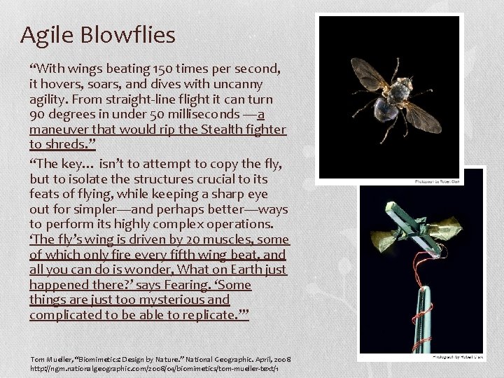 Agile Blowflies “With wings beating 150 times per second, it hovers, soars, and dives Agile Blowflies “With wings beating 150 times per second, it hovers, soars, and dives