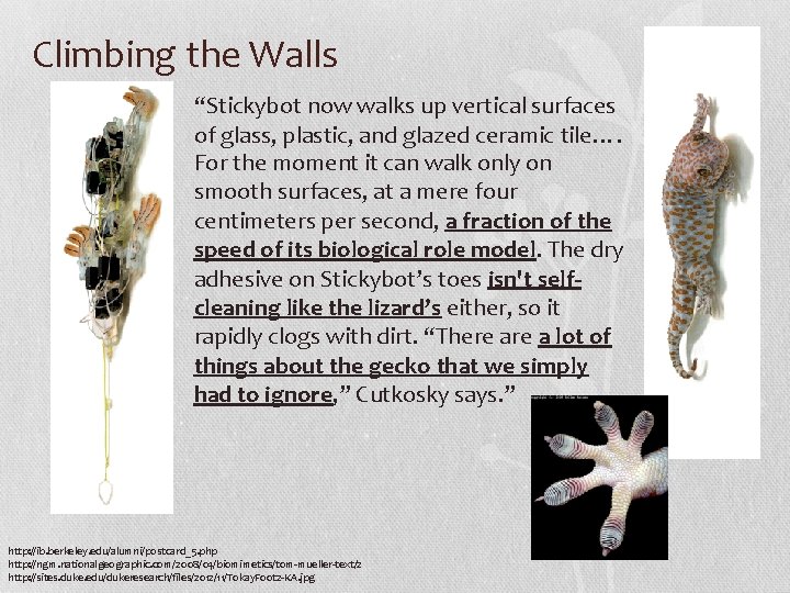 Climbing the Walls “Stickybot now walks up vertical surfaces of glass, plastic, and glazed Climbing the Walls “Stickybot now walks up vertical surfaces of glass, plastic, and glazed