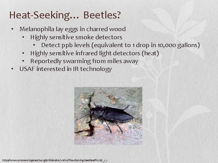 Heat-Seeking… Beetles? • Melanophila lay eggs in charred wood • Highly sensitive smoke detectors Heat-Seeking… Beetles? • Melanophila lay eggs in charred wood • Highly sensitive smoke detectors