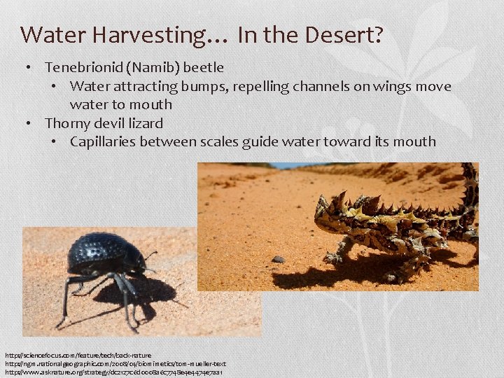 Water Harvesting… In the Desert? • Tenebrionid (Namib) beetle • Water attracting bumps, repelling Water Harvesting… In the Desert? • Tenebrionid (Namib) beetle • Water attracting bumps, repelling