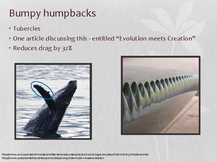 Bumpy humpbacks • Tubercles • One article discussing this - entitled “Evolution meets Creation” Bumpy humpbacks • Tubercles • One article discussing this - entitled “Evolution meets Creation”
