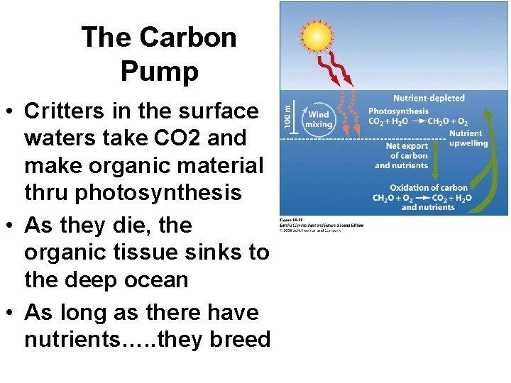 The Carbon Pump • Critters in the surface waters take CO 2 and make