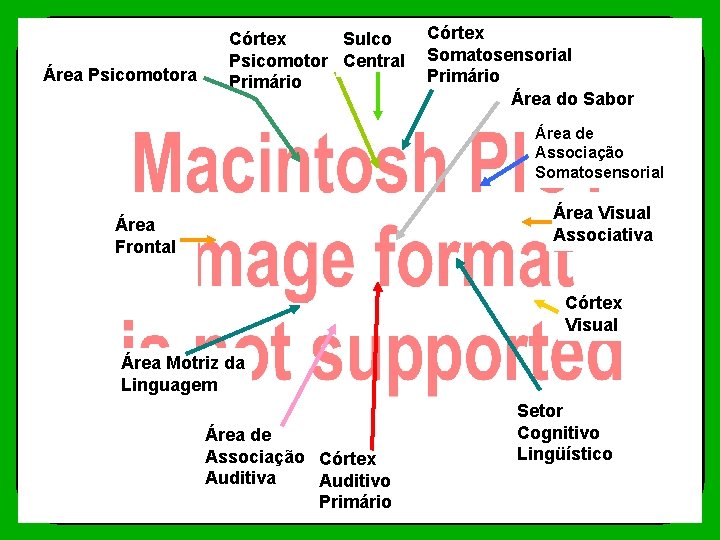 Área Psicomotora Córtex Sulco Psicomotor Central Primário Córtex Somatosensorial Primário Área do Sabor Área