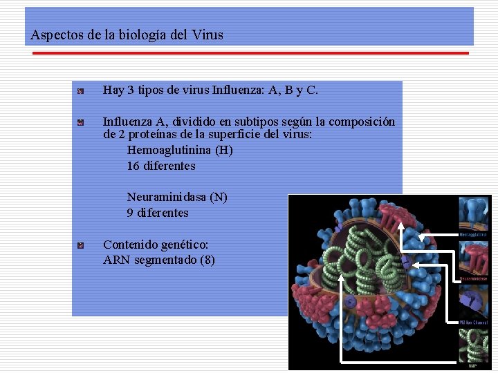 Aspectos de la biología del Virus Hay 3 tipos de virus Influenza: A, B