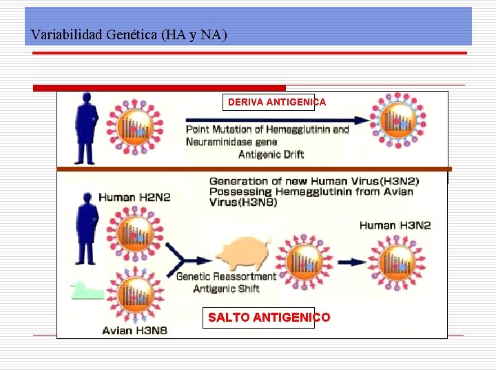 Variabilidad Genética (HA y NA) DERIVA ANTIGENICA SALTO ANTIGENICO 