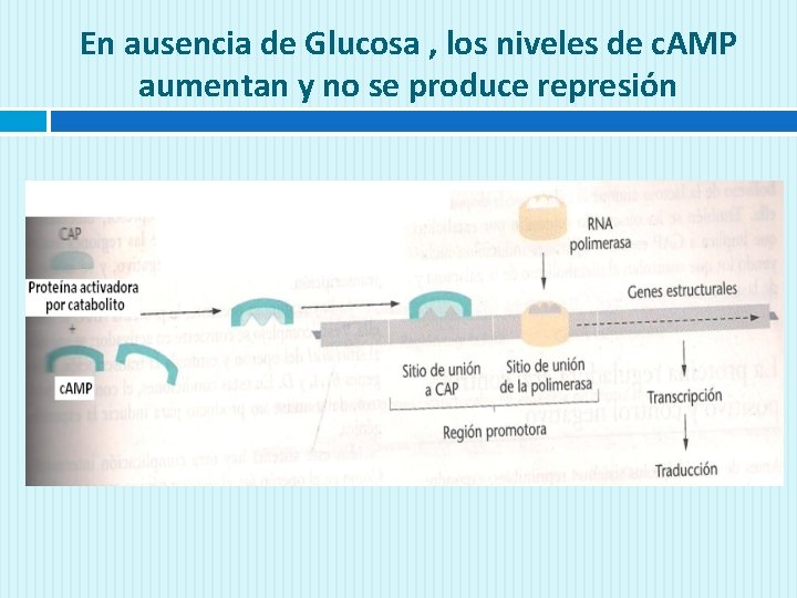 En ausencia de Glucosa , los niveles de c. AMP aumentan y no se