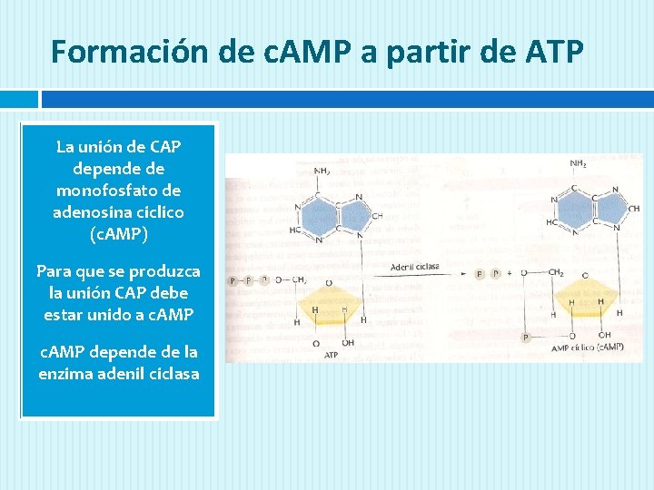 Formación de c. AMP a partir de ATP La unión de CAP depende de