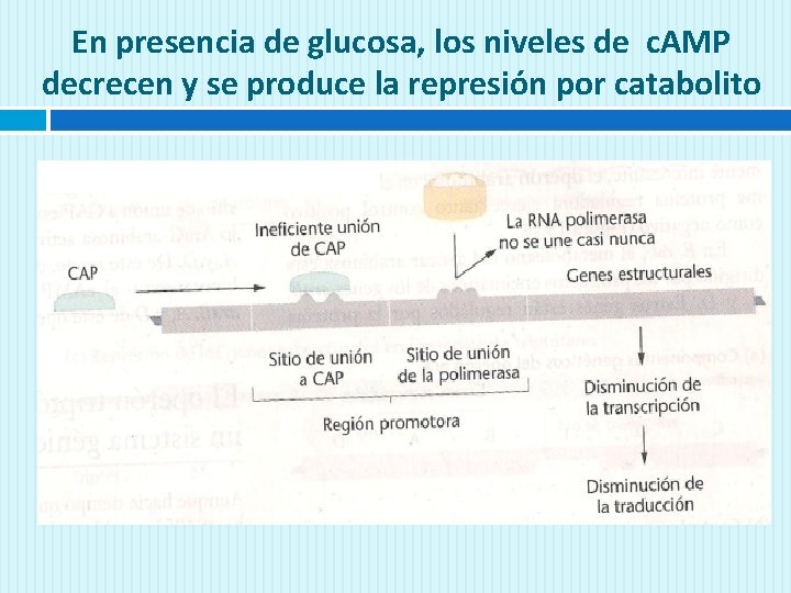 En presencia de glucosa, los niveles de c. AMP decrecen y se produce la