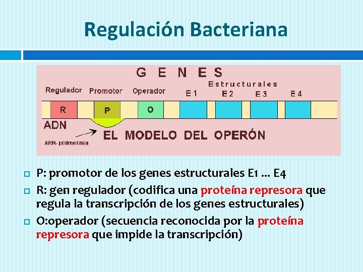 Regulación Bacteriana P: promotor de los genes estructurales E 1. . . E 4
