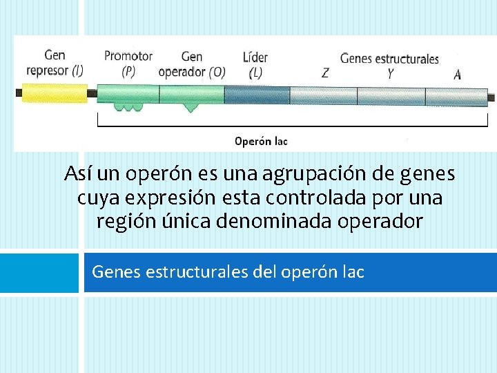 Así un operón es una agrupación de genes cuya expresión esta controlada por una