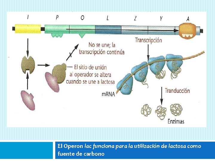 El Operon lac funciona para la utilización de lactosa como fuente de carbono 