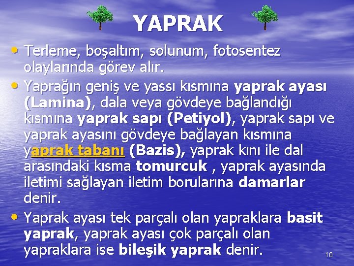 YAPRAK • Terleme, boşaltım, solunum, fotosentez olaylarında görev alır. • Yaprağın geniş ve yassı