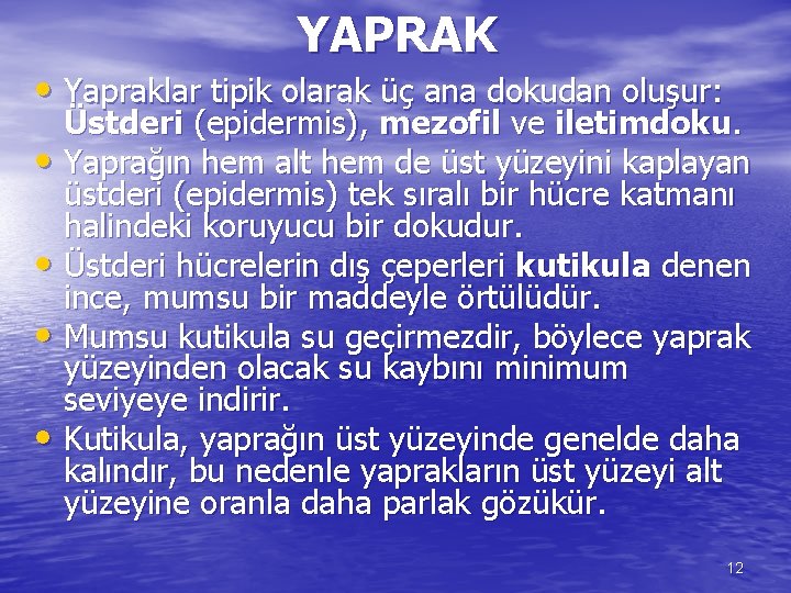 YAPRAK • Yapraklar tipik olarak üç ana dokudan oluşur: Üstderi (epidermis), mezofil ve iletimdoku.