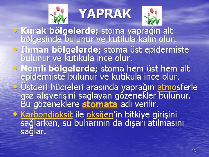 YAPRAK • Kurak bölgelerde; stoma yaprağın alt bölgesinde bulunur ve kutilula kalın olur. •