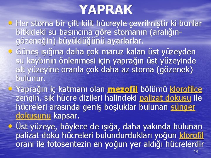 YAPRAK • Her stoma bir çift kilit hücreyle çevrilmiştir ki bunlar • • •