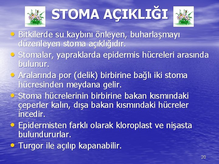 STOMA AÇIKLIĞI • Bitkilerde su kaybını önleyen, buharlaşmayı • • • düzenleyen stoma açıklığıdır.