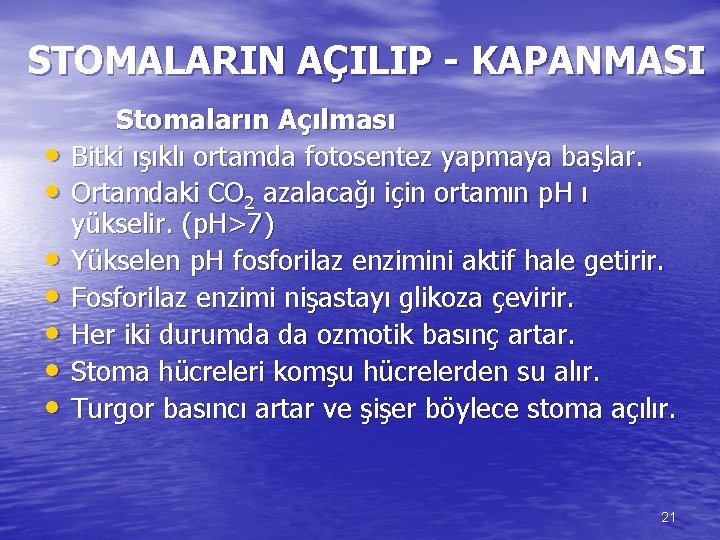 STOMALARIN AÇILIP - KAPANMASI • • Stomaların Açılması Bitki ışıklı ortamda fotosentez yapmaya başlar.