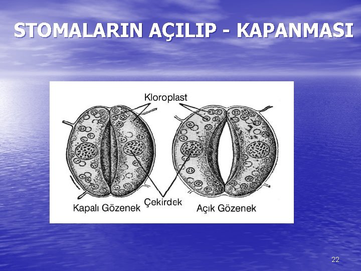 STOMALARIN AÇILIP - KAPANMASI 22 