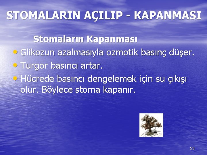 STOMALARIN AÇILIP - KAPANMASI Stomaların Kapanması • Glikozun azalmasıyla ozmotik basınç düşer. • Turgor